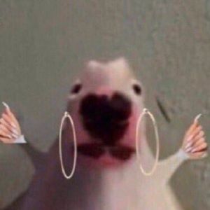 Meet your Posher, Ava